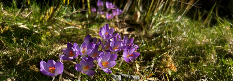 Krokusse
